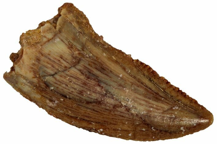 Serrated, Raptor Tooth - Real Dinosaur Tooth #296185